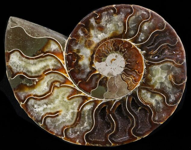 Agatized Ammonite Fossil (Half) #17863